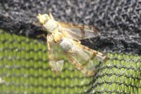 Sphenella marginata