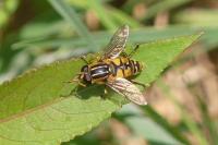 Helophilus pendulus