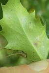 Phytomyza ilicis