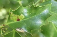 Phytomyza ilicis