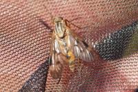 Rhagio scolopaceus