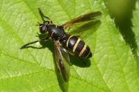 Temnostoma bombylans
