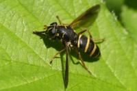 Temnostoma bombylans