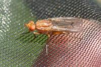 Tetanocera