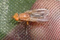 Tetanocera