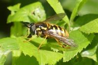 Chrysotoxum cautum