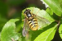 Chrysotoxum cautum