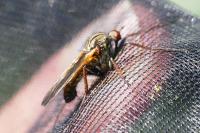 Empis tessellata