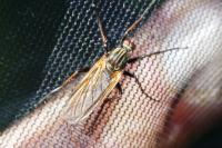 Empis tessellata