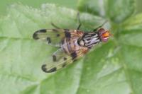 Otites porcus