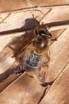 Brachypalpus valgus