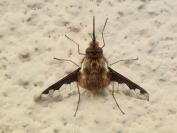 Bombylius major