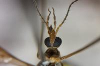 Tipula oleracea
