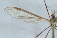 Tipula oleracea