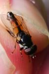 Tropidia scita