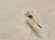 Chironomus plumosus