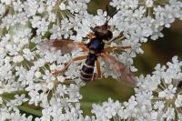 Abrachyglossum capitatum