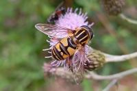 Helophilus pendulus