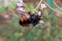 Nowickia ferox