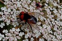 Phasia hemiptera