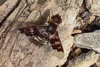 Thyridanthrax