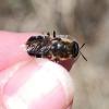 Stratiomys longicornis
