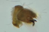 Molophilus bifidus