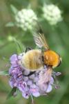 Sericomyia superbiens