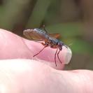 Sepedon sphegea