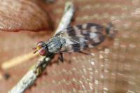 Ceroxys urticae