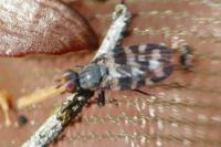Ceroxys urticae