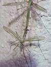 Tipula