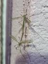 Tipula