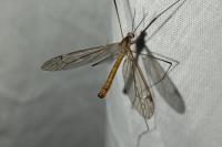 Tipula