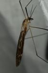Tipula