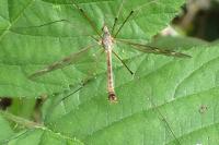 Tipula unca