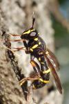 Sphiximorpha subsessilis