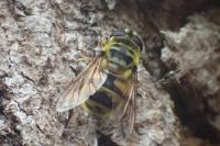 Myathropa florea