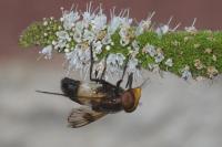 Volucella pellucens