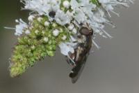 Syritta pipiens