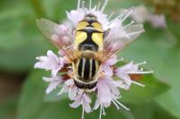 Helophilus trivittatus