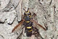 Sphiximorpha subsessilis