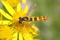 Sphaerophoria scripta