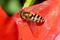 Syrphus ribesii