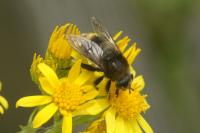 Merodon equestris
