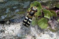 Scaeva pyrastri