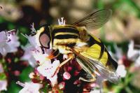 Helophilus trivittatus