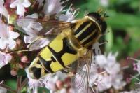 Helophilus trivittatus