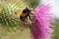 Volucella bombylans