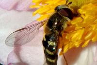 Eupeodes corollae